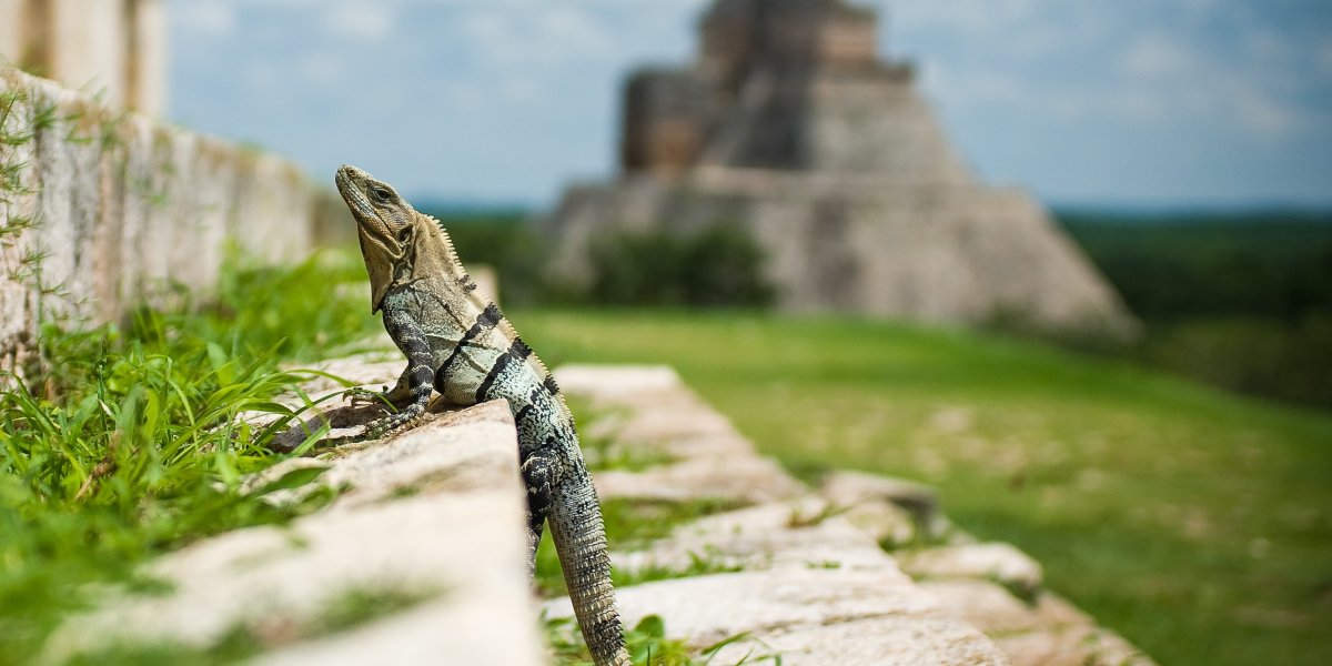 A lizard on the Mayan pyramids