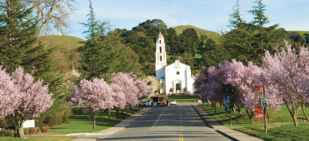 Drive way leading to Saint Mary's College Chapel with pink Cherry Blossom trees on either side