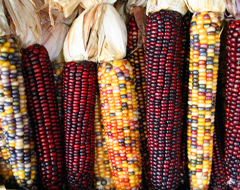 Thanksgiving corncobs