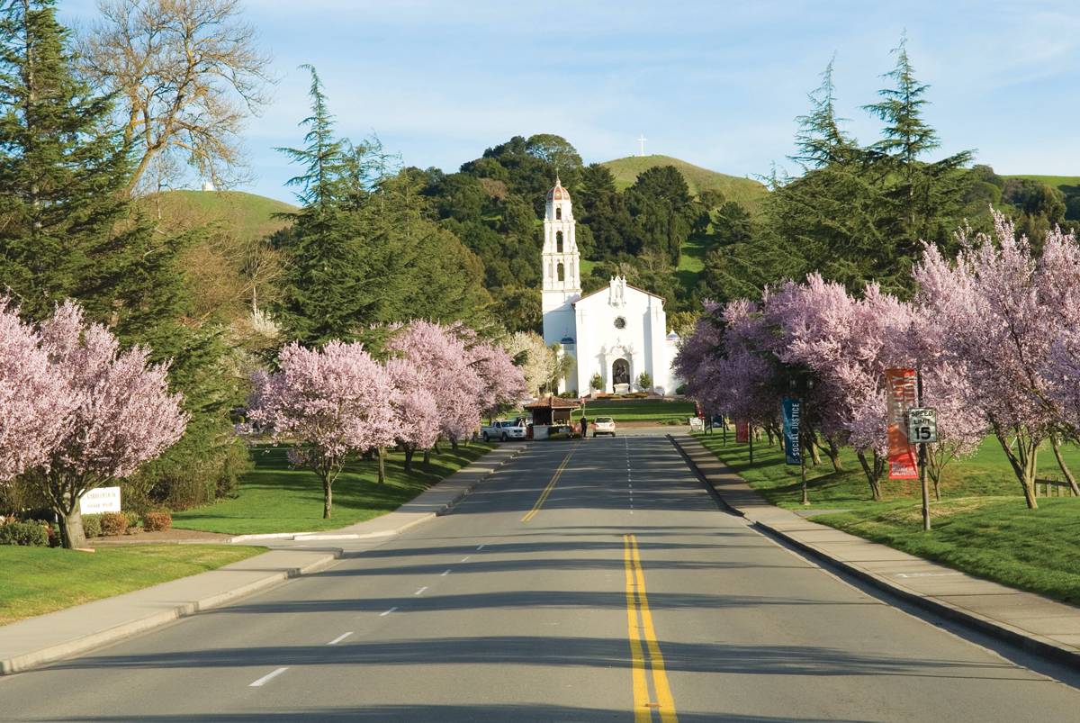 Pink cherry blossom trees line the driveway of campus