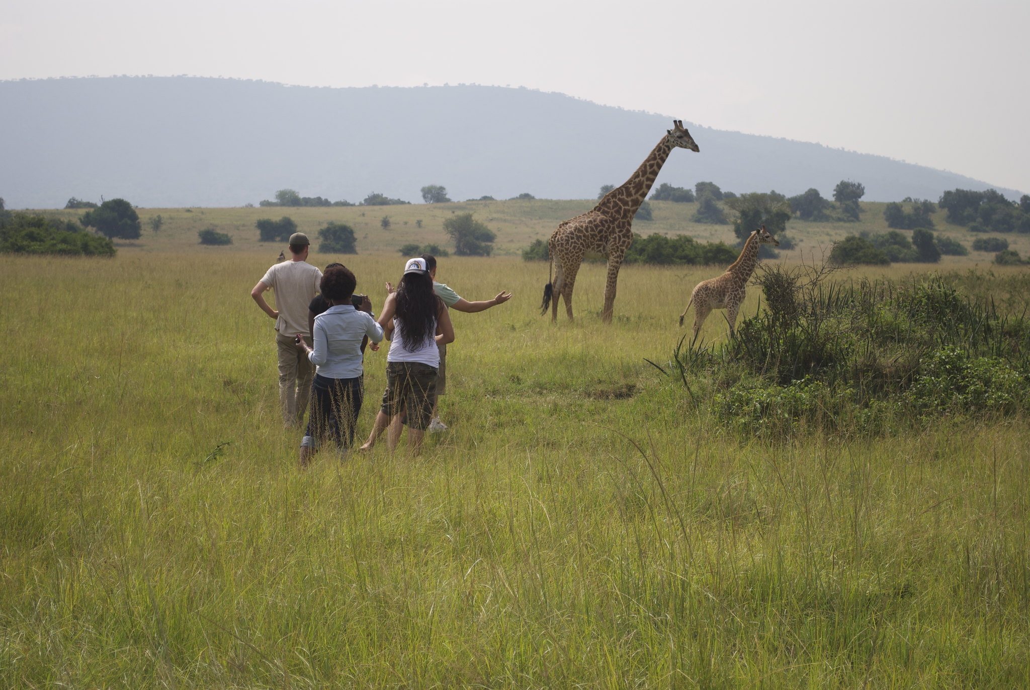 Five SMC students stand and watch an adult and baby giraffe in Rwanda