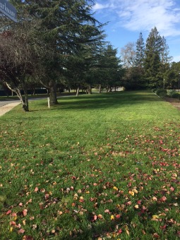 grass with leaves