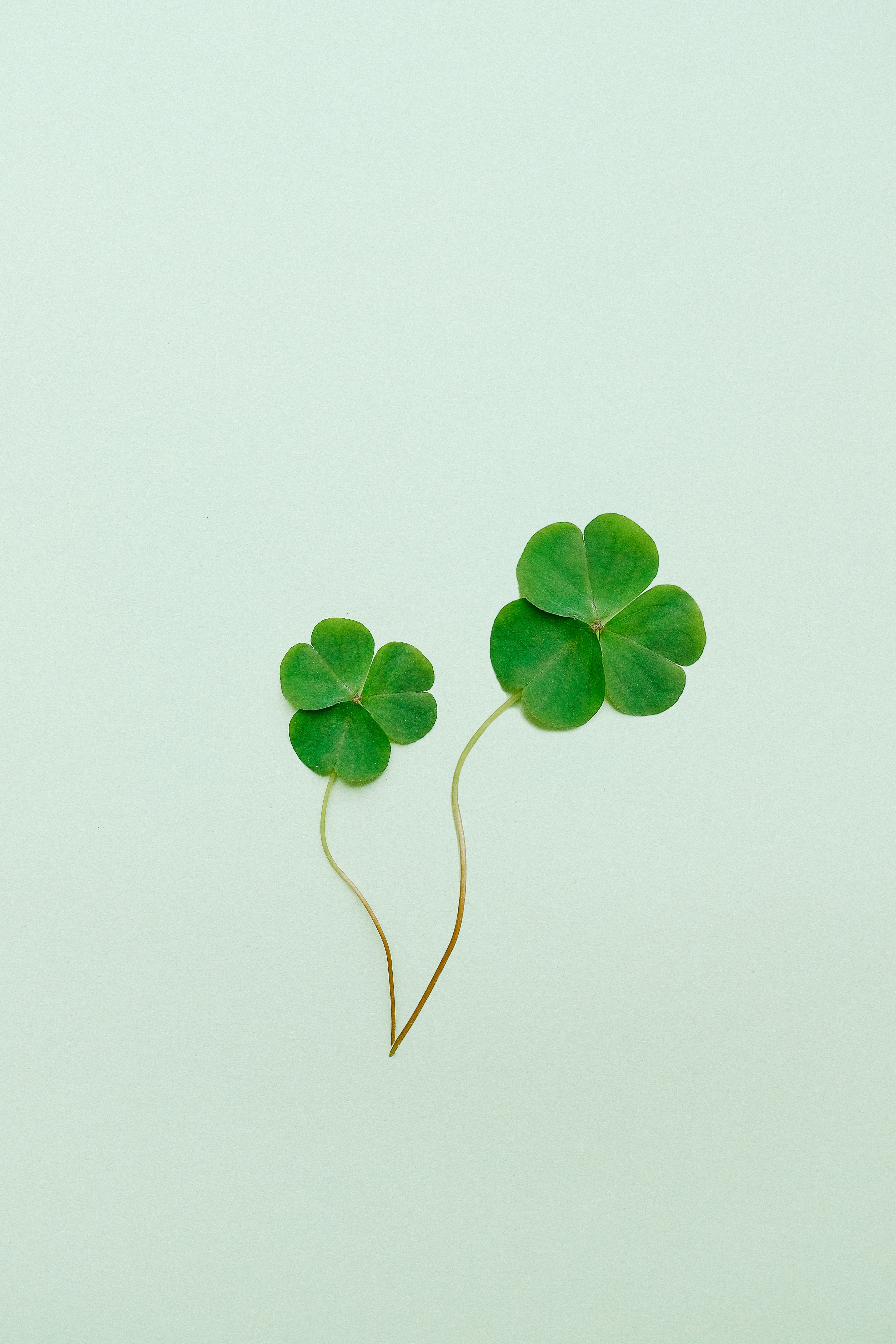 Three-leaf clover