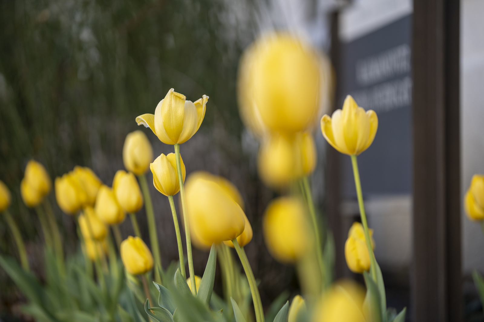 Close up of Yellow Tulips in SMC Hope Garden