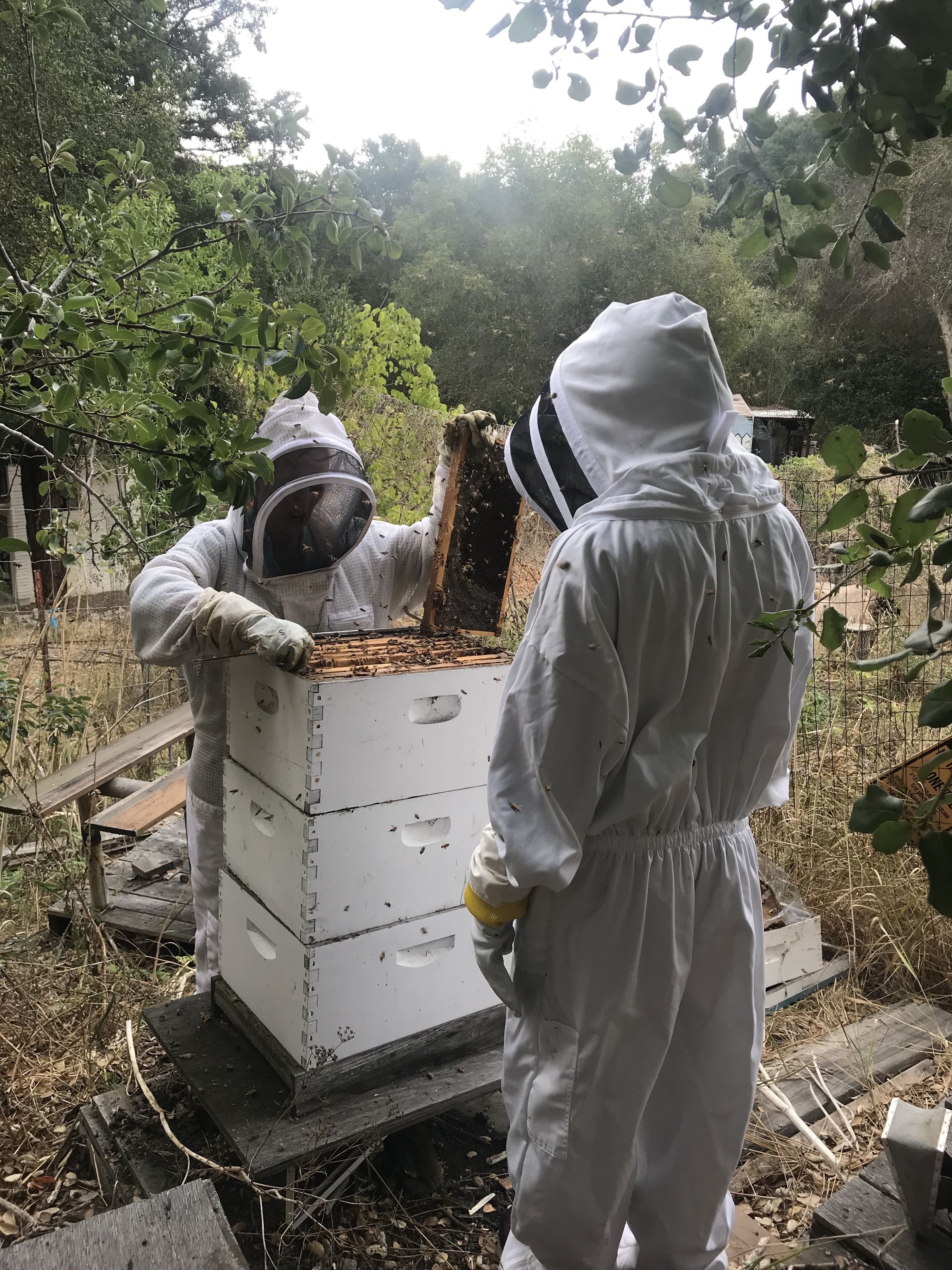 Bees at Saint Mary's