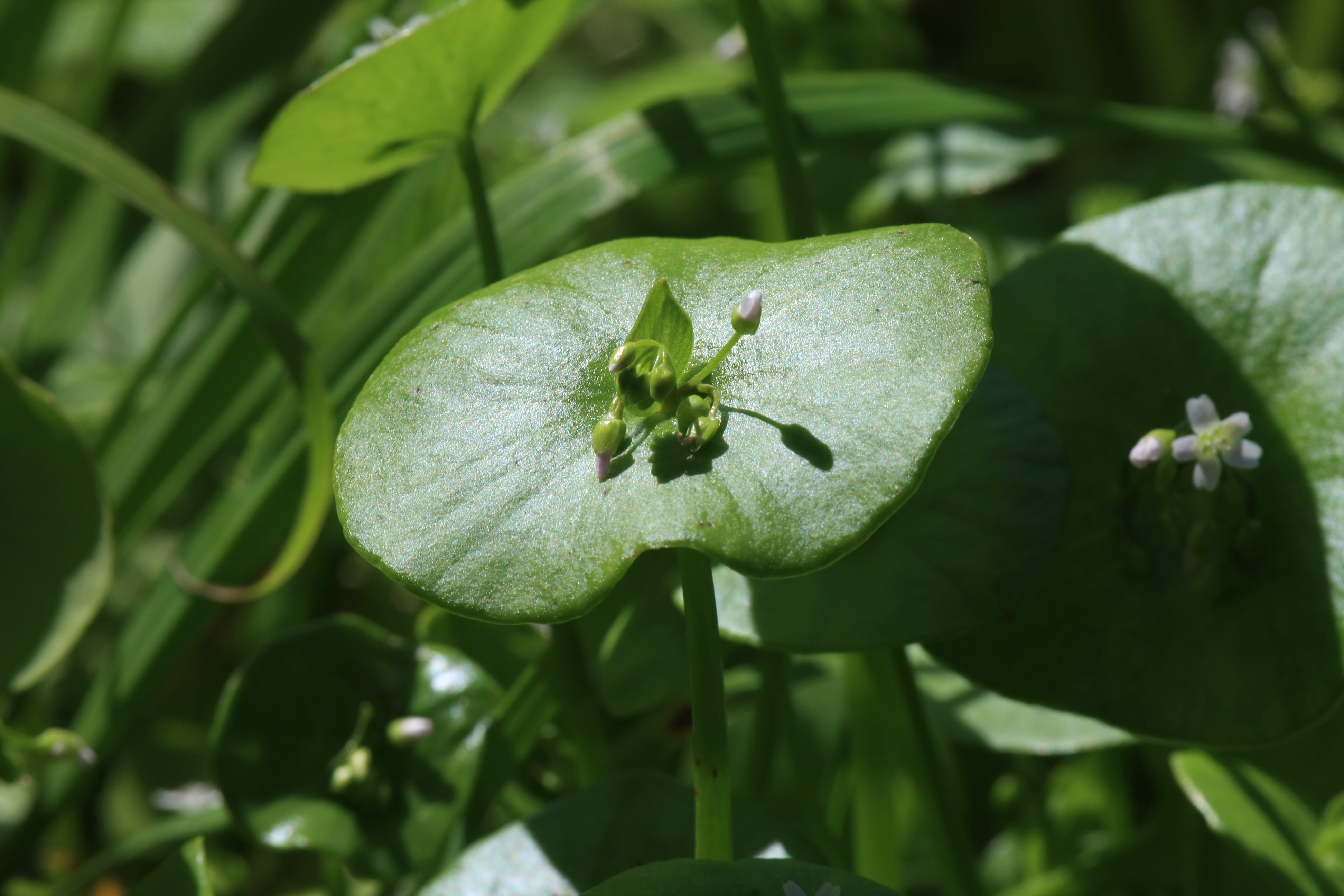 Budding Miner's Lettuce