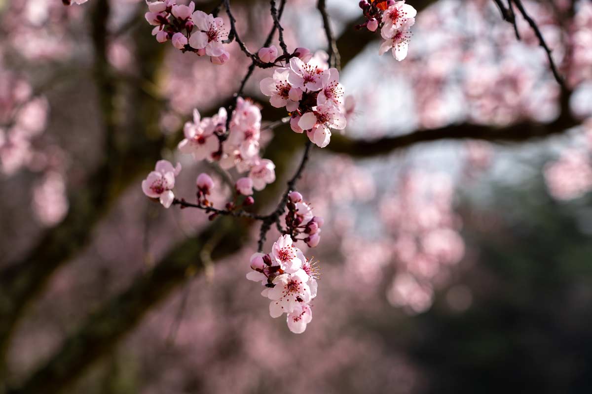 Cherry Blossoms