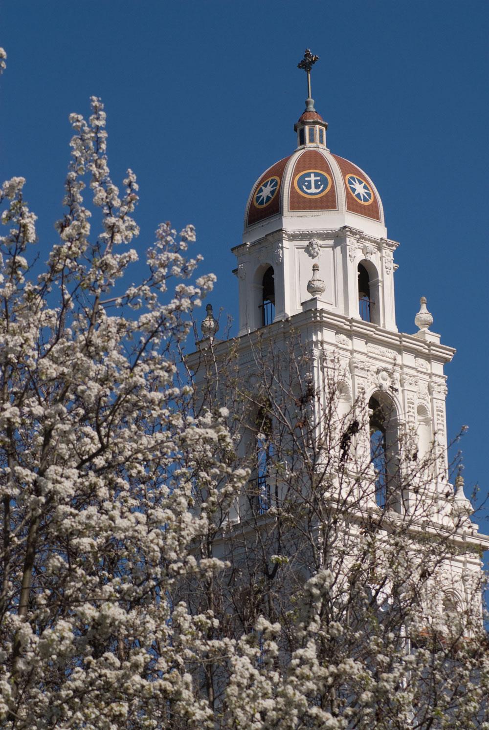 tree next to college in california