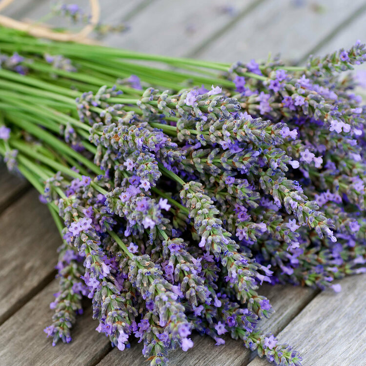 Lavender Oil Workshop