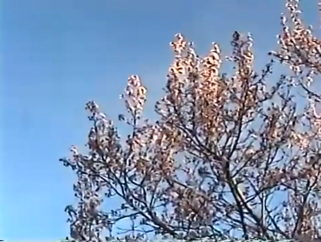 Handycam shot of the early foliage at SMC.