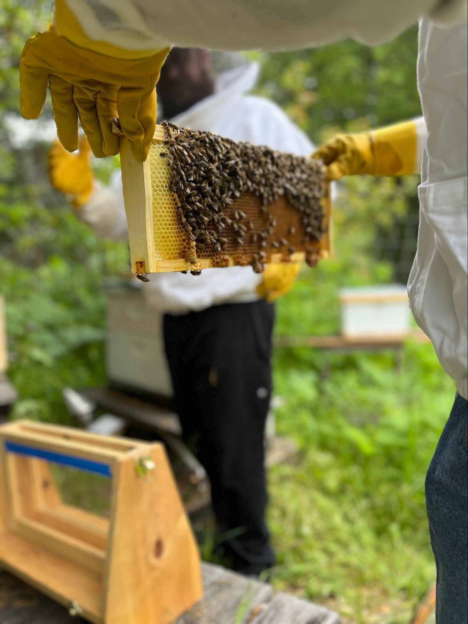 Student holding bee frame in spring 2023