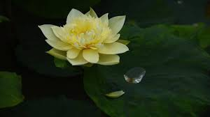 Mindful Meditation