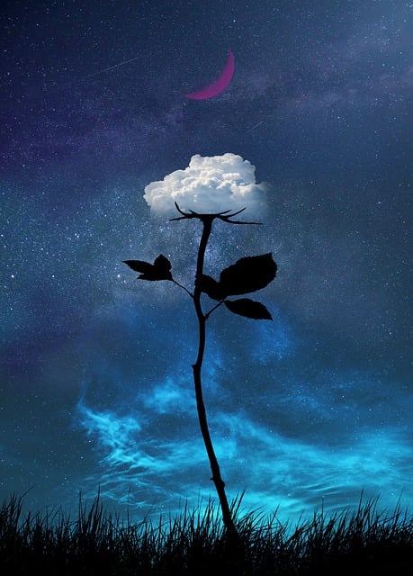 White rose with a dark foreboding sky in the background