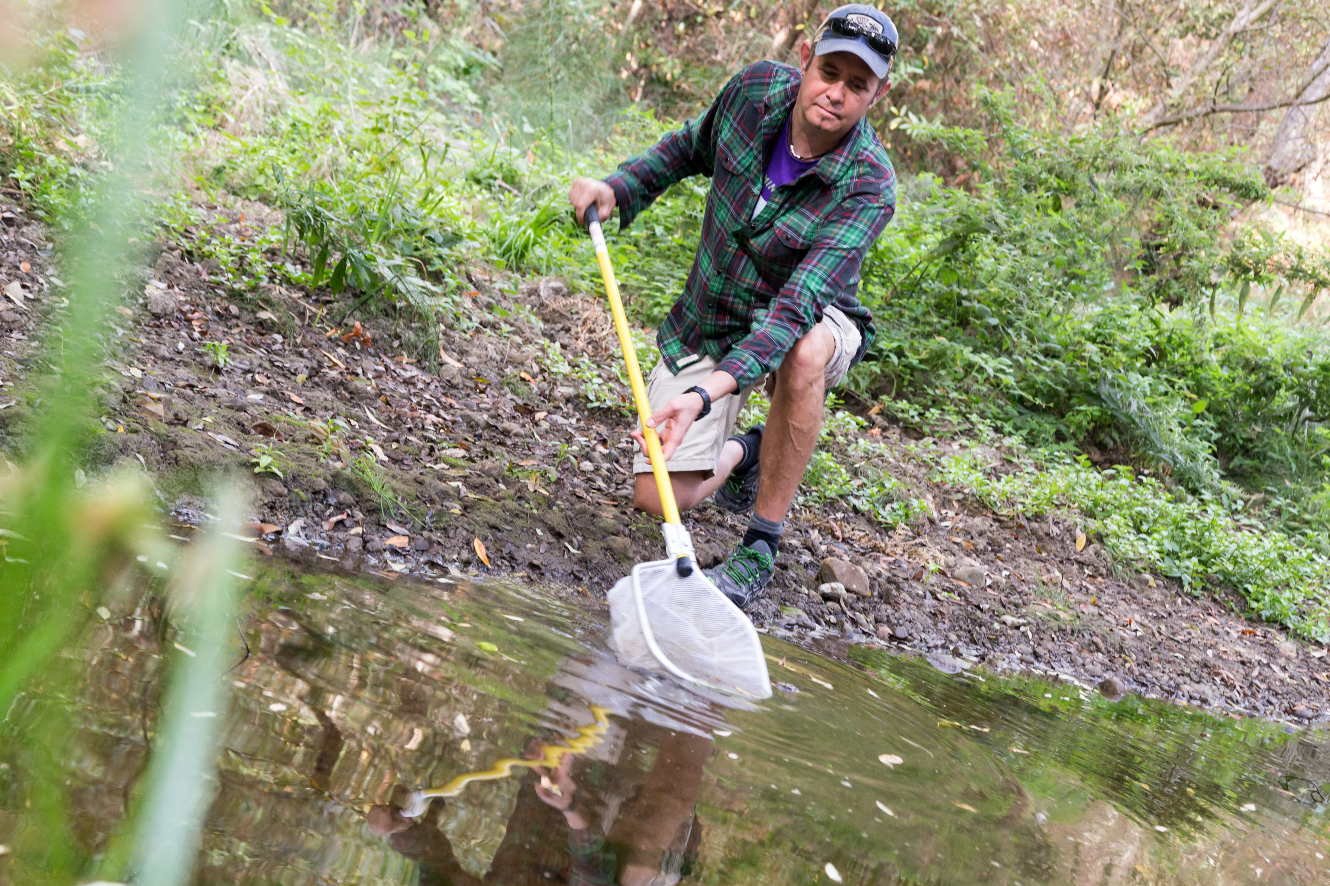 Michael Marchetti dipping a net into a creek