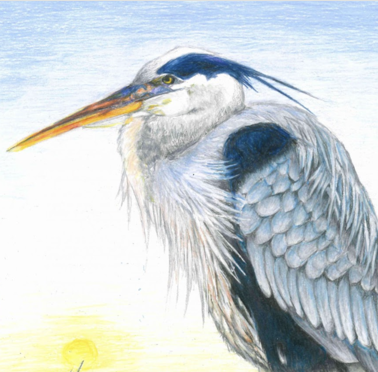 Color pencil drawing of a gray Heron in tall green grass with a yellow sunset and a shaded blue sky background