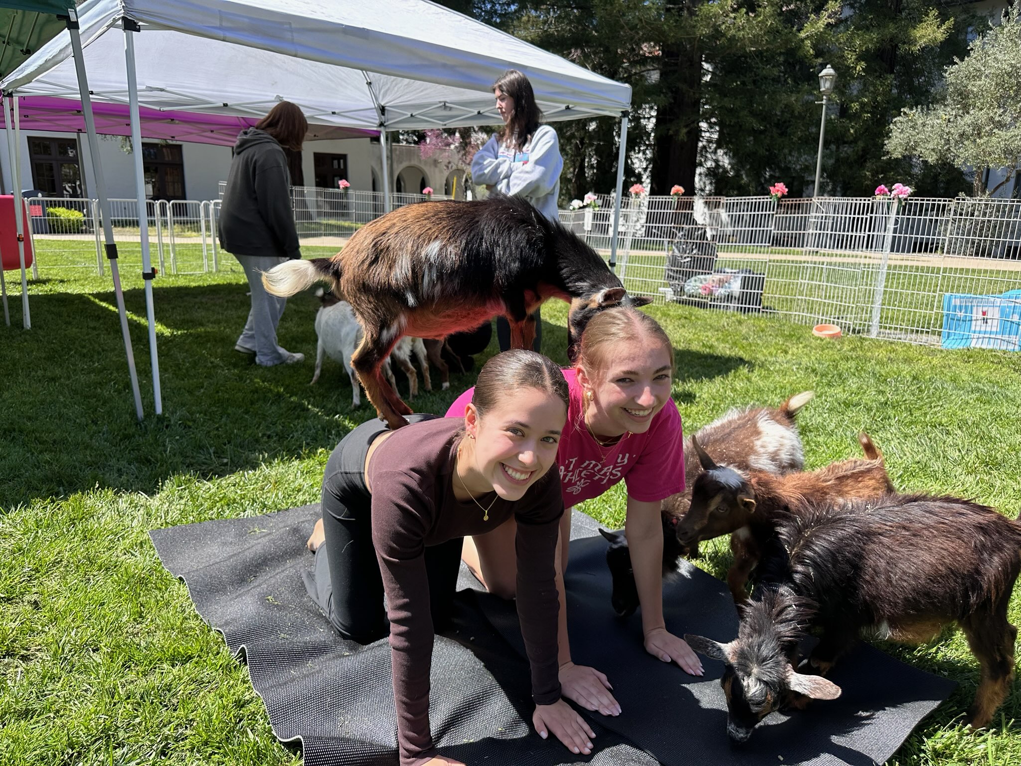 Goat Yoga 2025