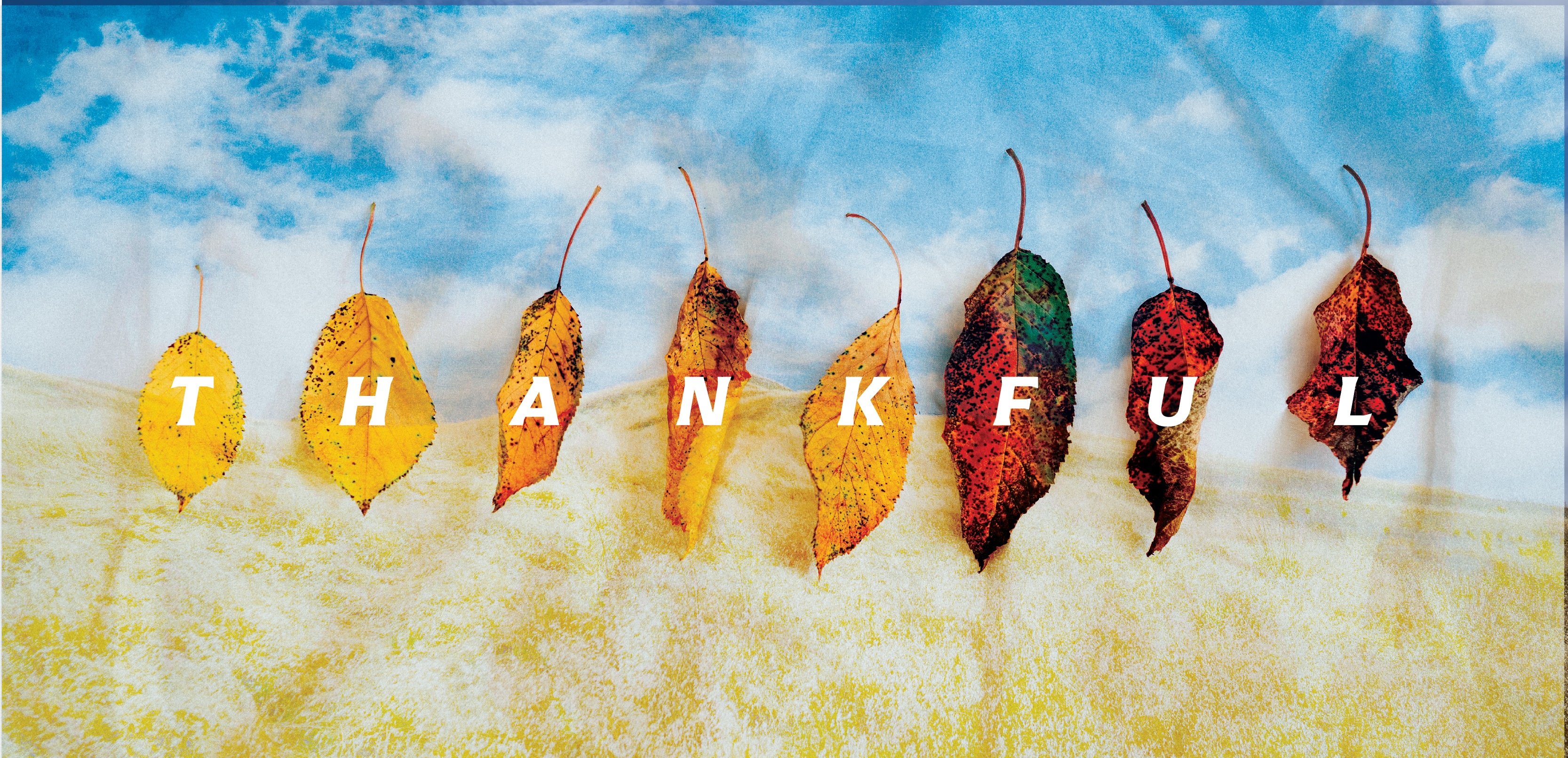 Thankful graphic