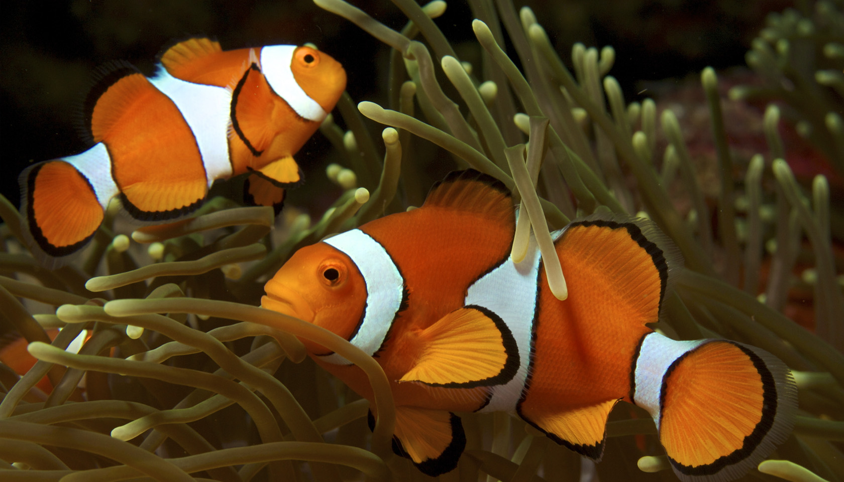 A grown clownfish and younger clownfish in anemone