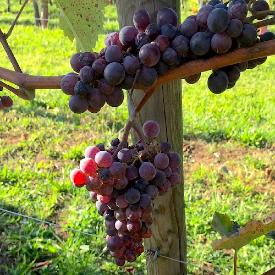 Two bunches of grapes in France, photo taken by Keith Garrison