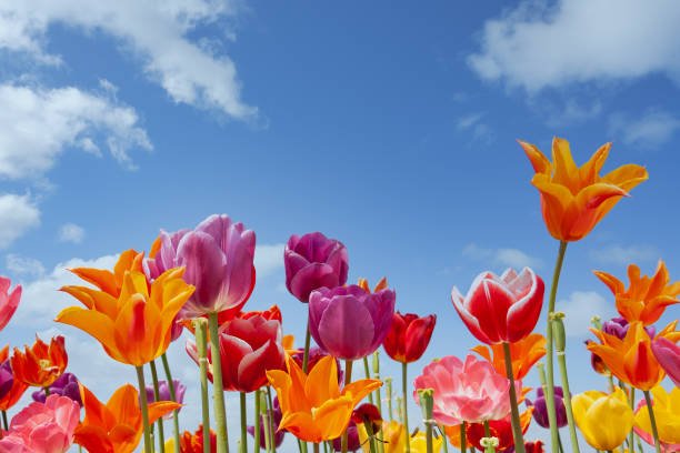 Blue sky in background with colorful flowers in the forefront