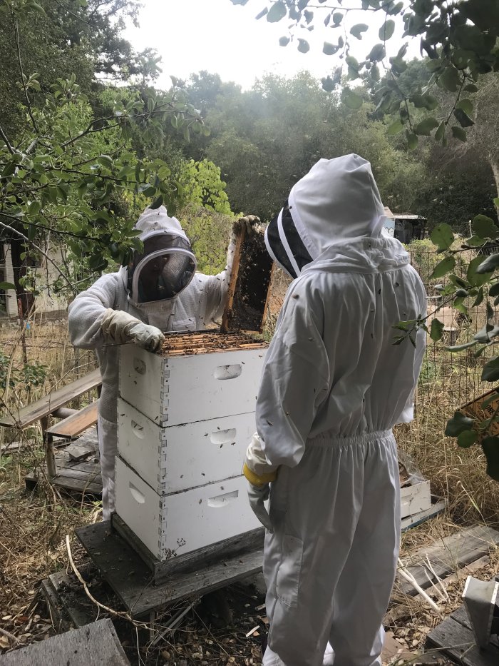 Bees at Saint Mary's