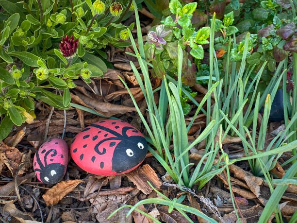 Picture of 2 rocks painted to look like ladybugs, in a garden