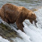 Brown bear catching salmon in a river