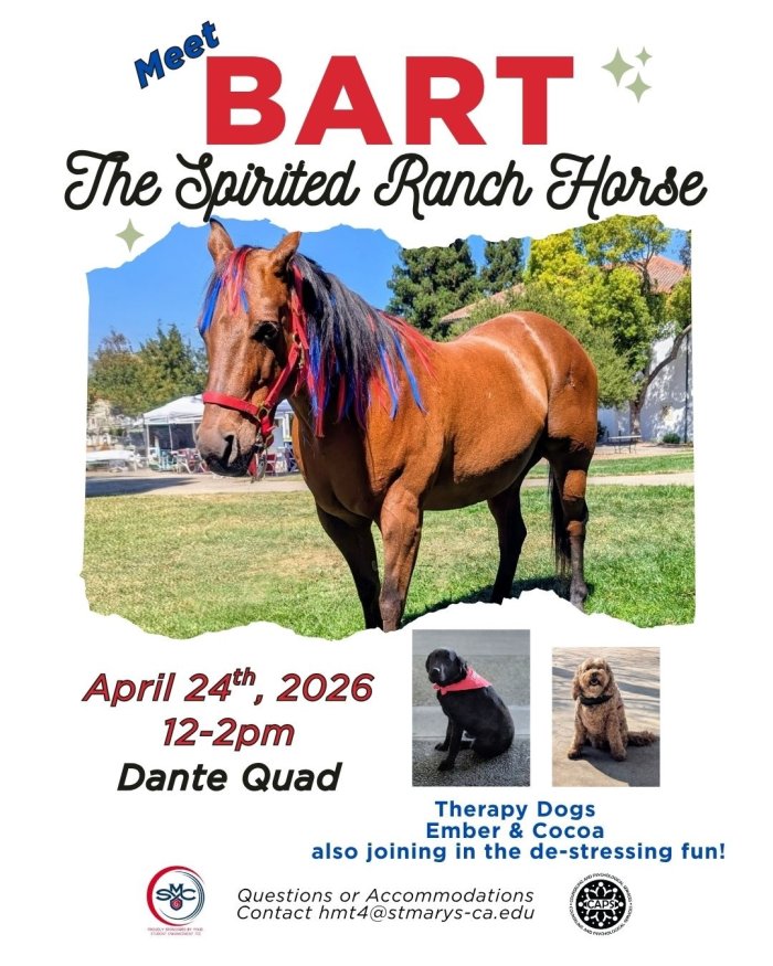 Bart, the working ranch horse 