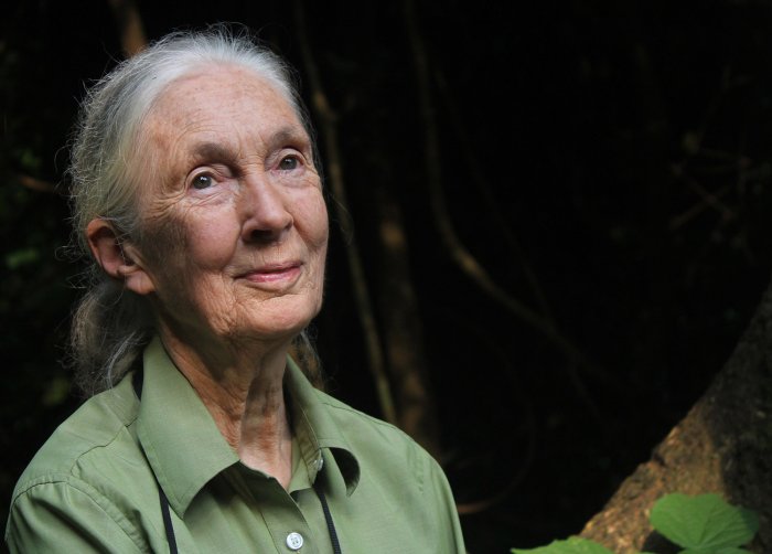 jane-goodall headshot