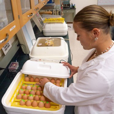 Research student checking incubating eggs in the lab
