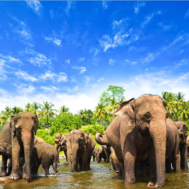 Elephants in Sri Lanka wade into a shallow body of water against a blue sky.