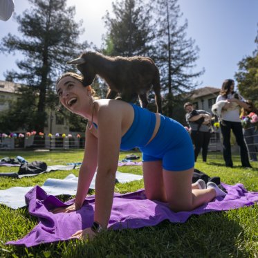 A student doing yoga with a goat on her back