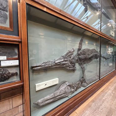 Skeleton exhibit