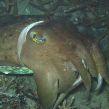 Cuttle fish