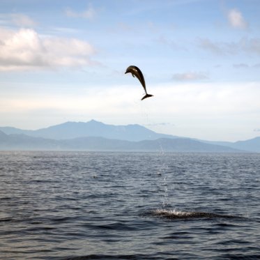 Dolphin jumping