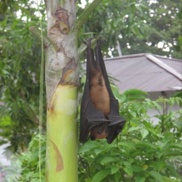 Fruit bat