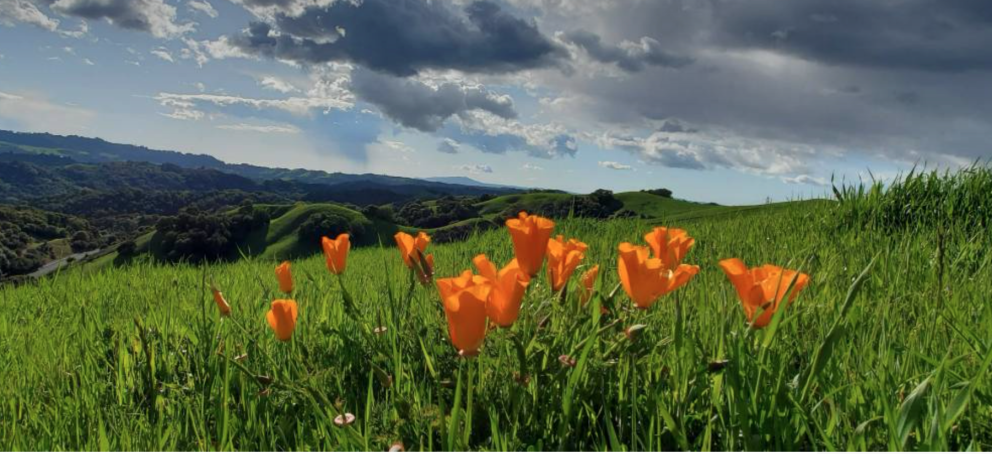 Landscape photo of green pasture with orange poppy flowers under a blue sunny sky