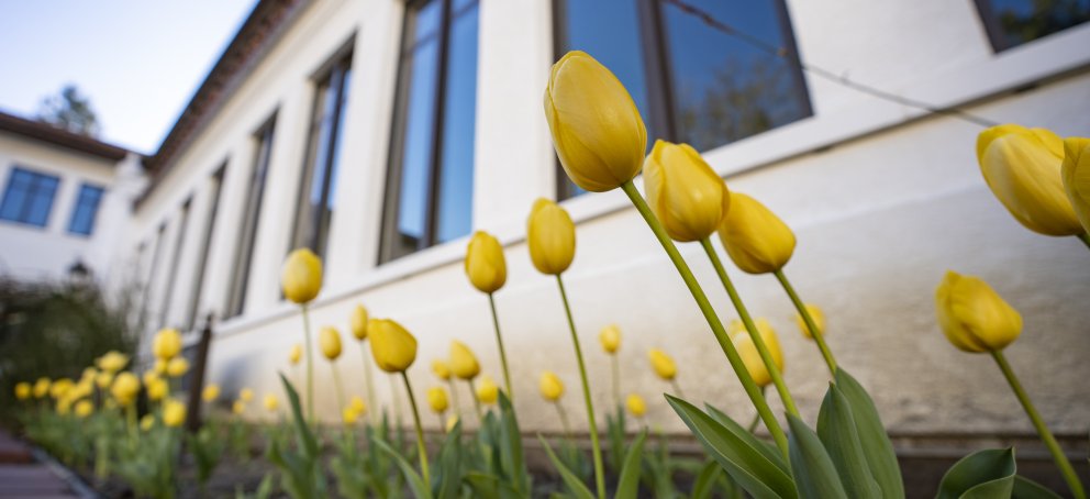 Picture of blooming yellow tulips in Filippi Academic Hall Courtyard