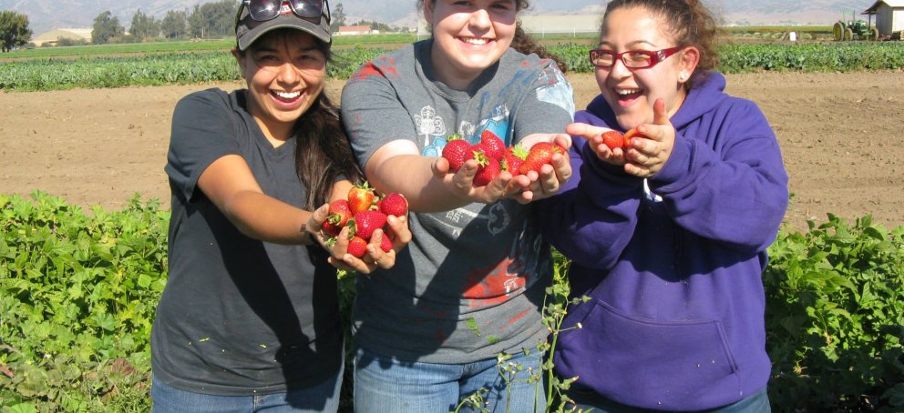 Salinas strawberry photo