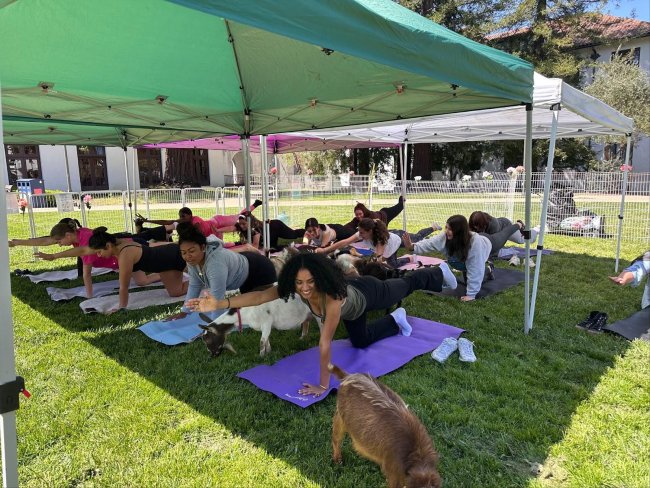 Students do yoga with baby goats on the lawn in April 2025