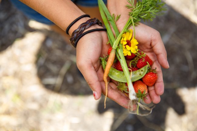 Hands holding healthy garden fresh produce