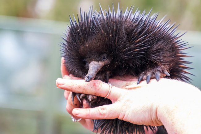 Porcupine