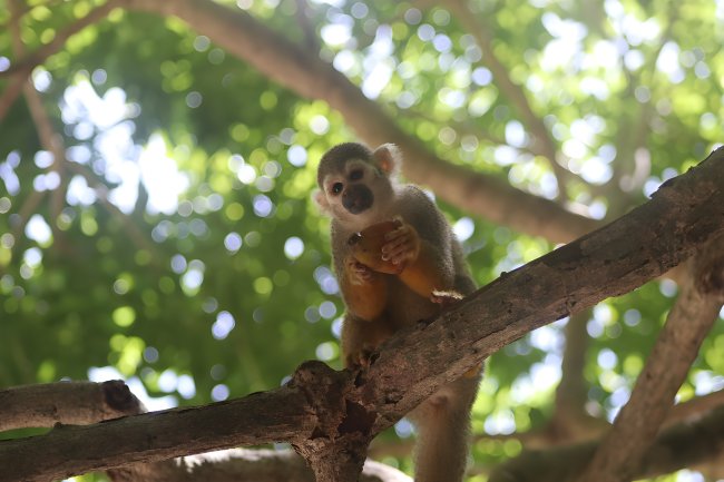 Monkey