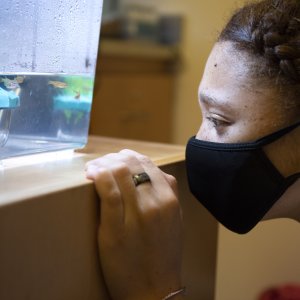 Science Student wearing a mask staring at live fish in a lab