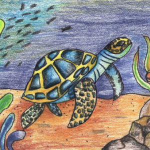 ROW Art Winner 2022 ; a sea turtle swimming through a reef