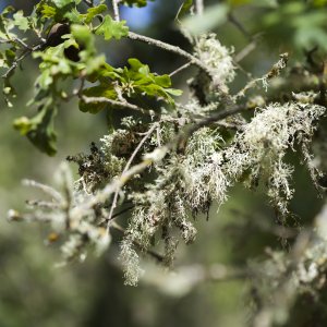 Lichen in the wilderness