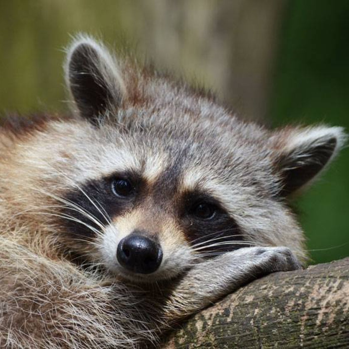Racoon lying on a branch resting his head on his paw
