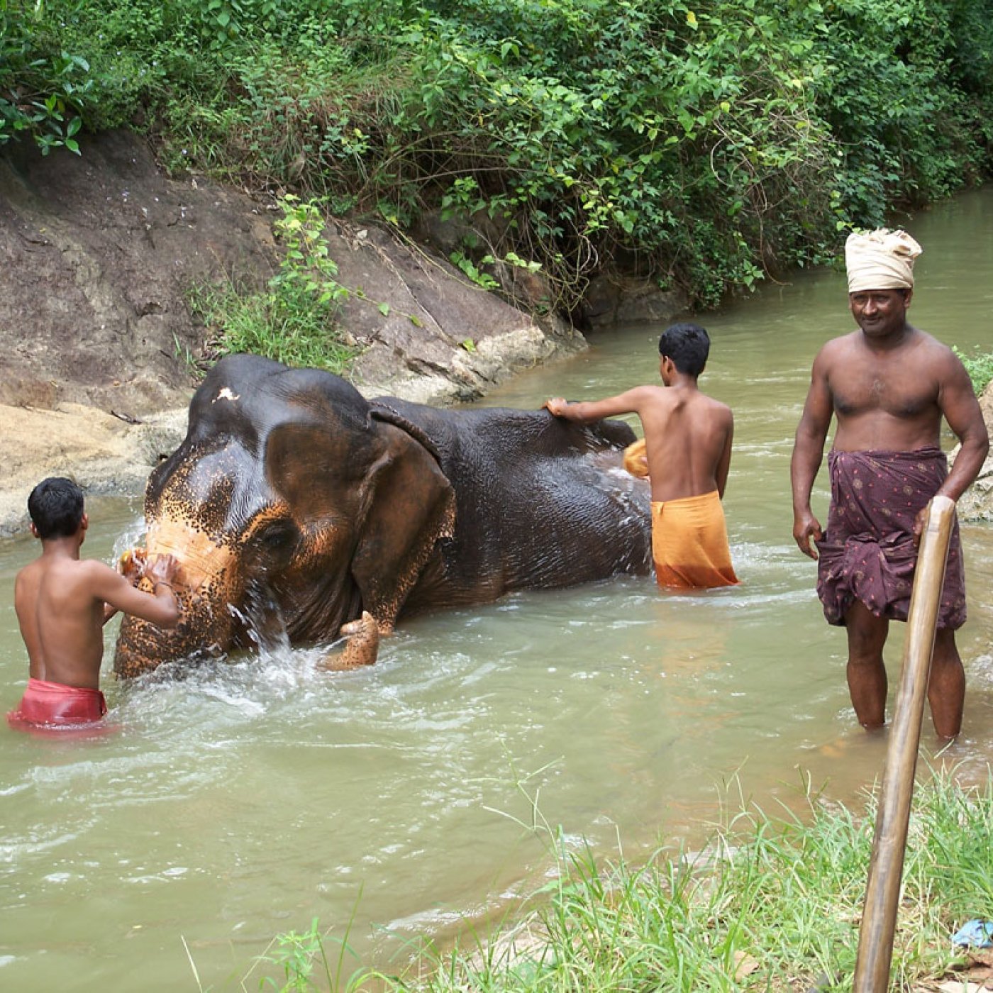 washing elephant in river