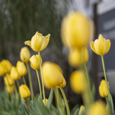 Close up of Yellow Tulips in SMC Hope Garden