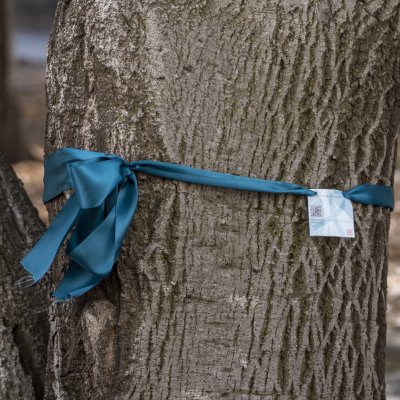 Teal ribbon around tree trunk on Saint Mary's campus in April 2023